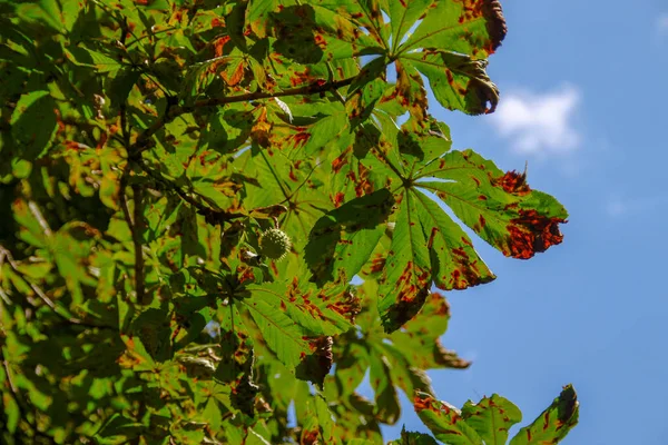 Yellow Green Diseased Chestnut Leaves City Road — Stock Photo, Image