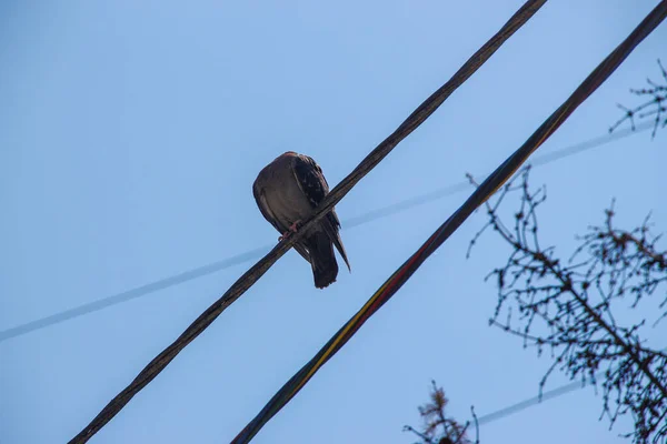 Cables Power Lines Pole — Stock Photo, Image