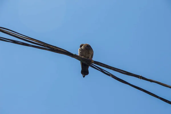 Cables Power Lines Pole — Stock Photo, Image