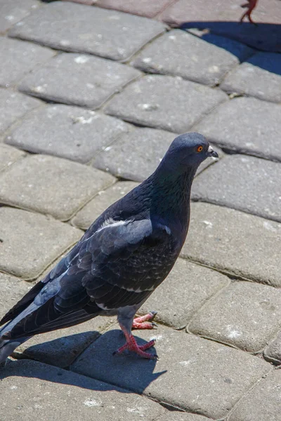 Wilde Taube Bei Heißem Wetter Auf Dem Bürgersteig — Stockfoto