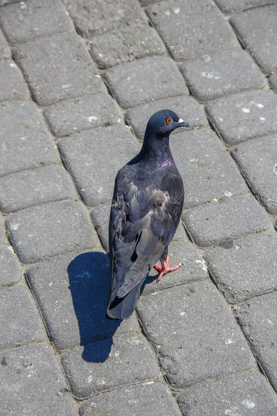 Piccione Selvatico Sul Marciapiede Quando Caldo — Foto Stock