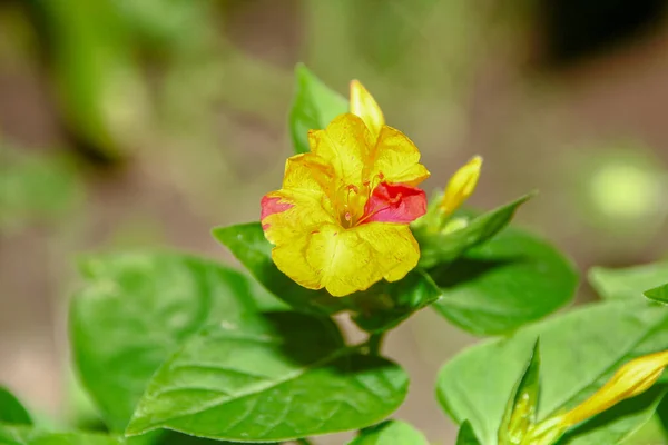 Flor Amarelo Preta Com Pétalas Jardim — Fotografia de Stock