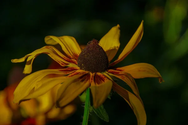 Flor Amarillo Negra Con Pétalos Jardín — Foto de Stock