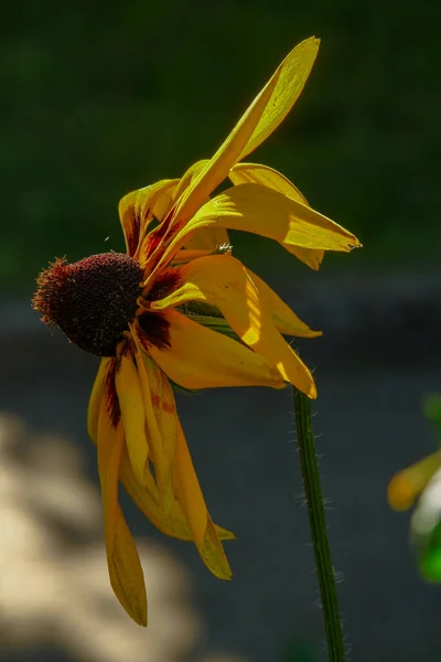 Gelb Schwarze Blume Mit Blütenblättern Garten — Stockfoto