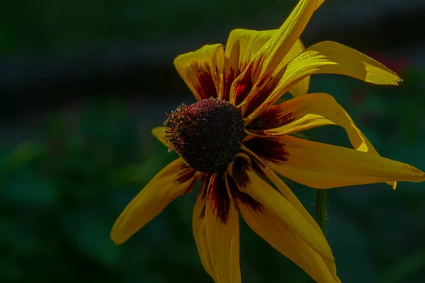 Flor Amarillo Negra Con Pétalos Jardín —  Fotos de Stock