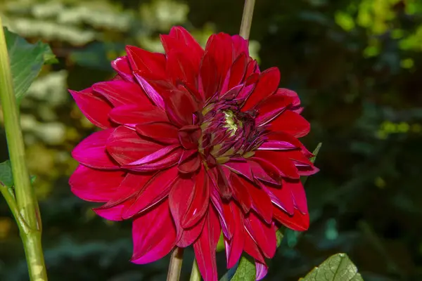 Grande Fleur Rouge Avec Pétales Dans Jardin — Photo