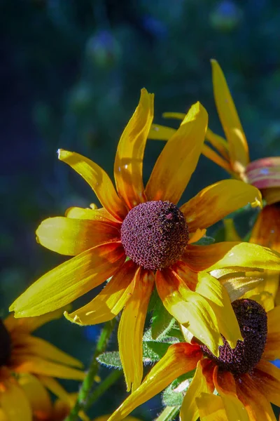 Flor Amarillo Negra Con Pétalos Jardín — Foto de Stock