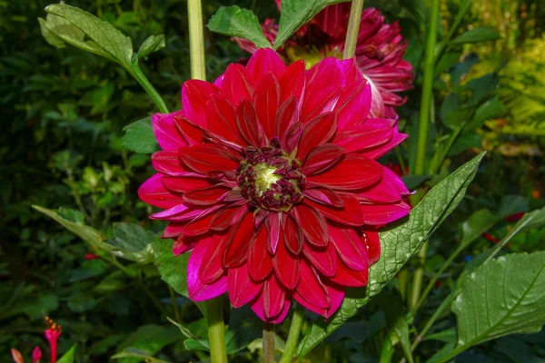 Grande Fleur Rouge Avec Pétales Dans Jardin — Photo