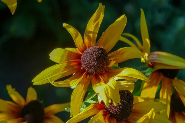 Fiore Giallo Nero Con Petali Giardino — Foto Stock