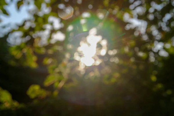 Raggi Sole Multicolori Defocus Uno Sfondo Foglie Mela Verde — Foto Stock