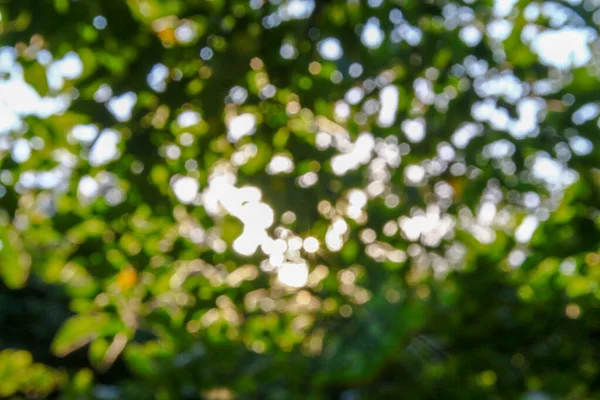 Bunte Sonnenstrahlen Defokussierung Auf Einem Hintergrund Aus Grünen Apfelblättern — Stockfoto