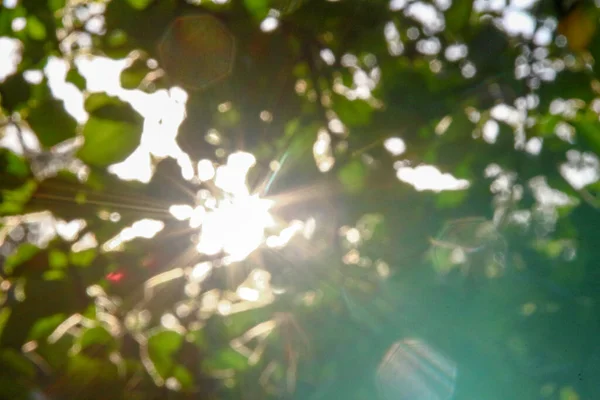 Rayos Sol Multicolores Desenfoque Sobre Fondo Hojas Manzana Verde —  Fotos de Stock