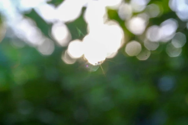 Veelkleurige Zonnestralen Defocus Een Achtergrond Van Groene Appelbladeren — Stockfoto