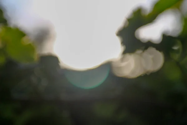 Різнокольорові Сонячні Промені Дефокусі Фоні Зеленого Листя Яблука — стокове фото