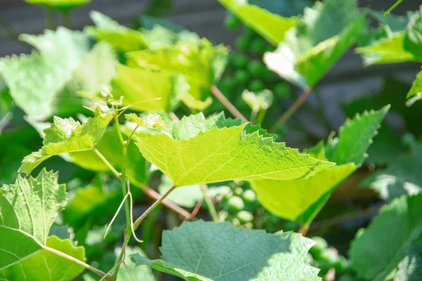 Green Grape Leaves Garden — Stock Photo, Image