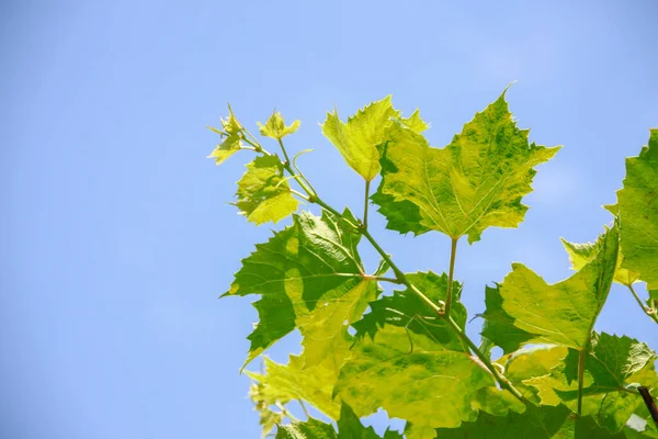 Grüne Traubenblätter Garten — Stockfoto