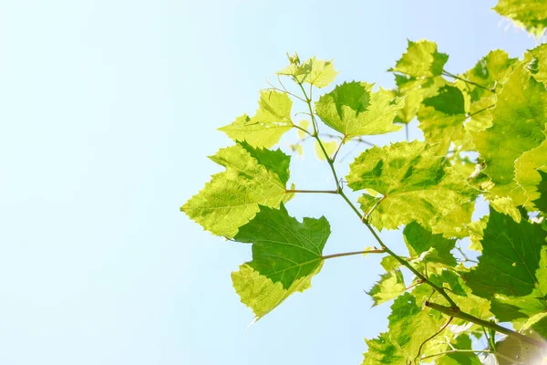 Grüne Traubenblätter Garten — Stockfoto