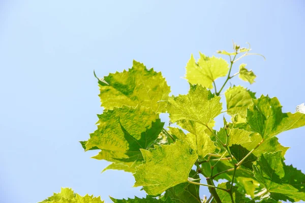 Green Grape Leaves Garden — Stock Photo, Image