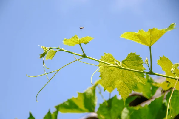 Green Grape Leaves Garden — Stock Photo, Image