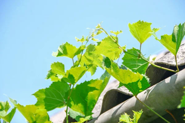 Green Grape Leaves Garden — Stock Photo, Image