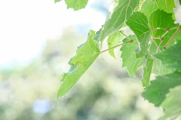 Zelené Vinné Listy Zahradě — Stock fotografie