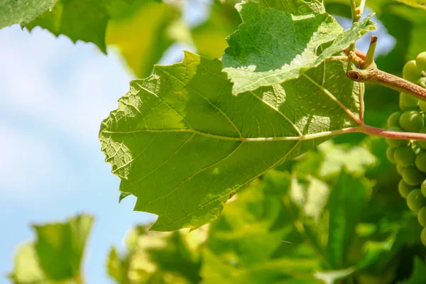 Green Grape Leaves Garden — Stock Photo, Image