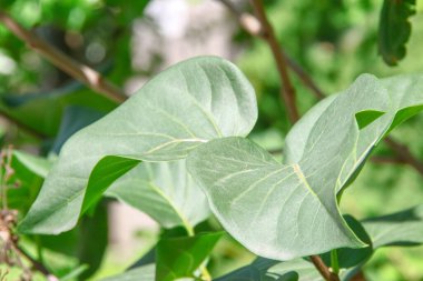 Temmuz 'da bahçede yeşil yaprak