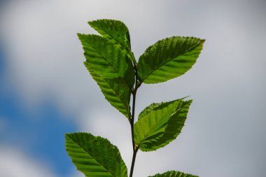 Temmuz 'da bahçede fındıklı yeşil yapraklar