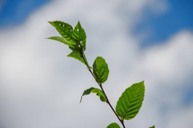 Temmuz 'da bahçede fındıklı yeşil yapraklar