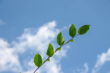 Temmuz 'da bahçede fındıklı yeşil yapraklar