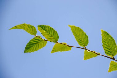 Temmuz 'da bahçede fındıklı yeşil yapraklar