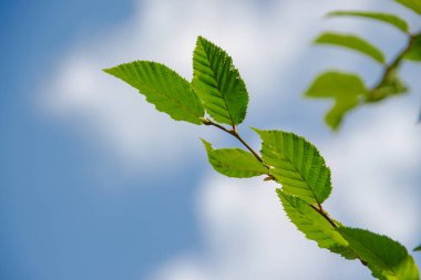Temmuz 'da bahçede fındıklı yeşil yapraklar