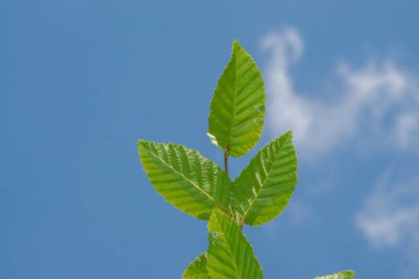 Temmuz 'da bahçede fındıklı yeşil yapraklar
