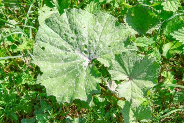 Tarlada yeşil yapraklar