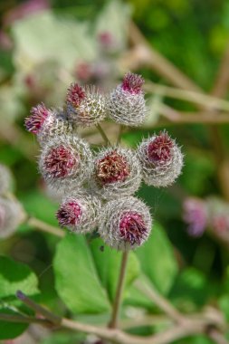 Mor dulavrat otu ve yol kenarında yeşiller.