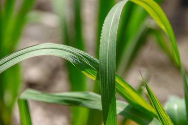 Tarlada yeşil yapraklar