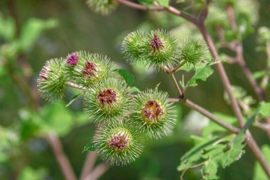 Mor dulavrat otu ve yol kenarında yeşiller.