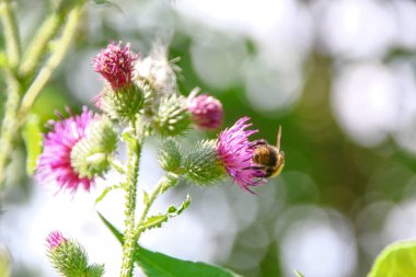 Mor dulavrat otu ve yol kenarında yeşiller.