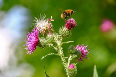 Mor dulavrat otu ve yol kenarında yeşiller.