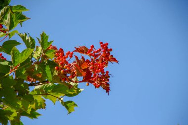 Temmuz 'da yol kenarında kırmızı viburnum çilekleri