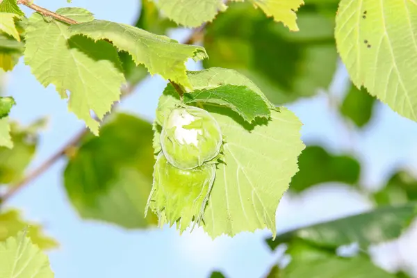 Zelené Listy Lískových Oříšků Zahradě Červenci — Stock fotografie