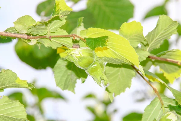 Groene Bladeren Van Hazelnoot Hazelnoot Tuin Juli — Stockfoto