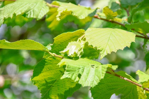 Groene Bladeren Van Hazelnoot Hazelnoot Tuin Juli — Stockfoto