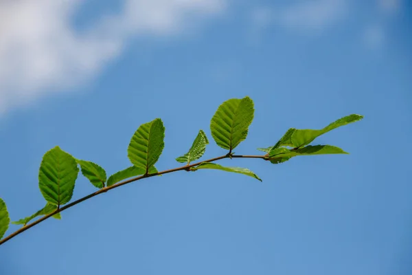 Zelené Listy Lískových Oříšků Zahradě Červenci — Stock fotografie