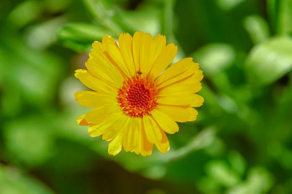 Fiori Giallo Rossi Giardino Nel Mese Luglio — Foto Stock