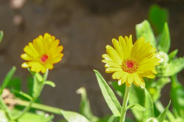 Żółto Czerwone Kwiaty Ogrodzie Lipcu — Zdjęcie stockowe