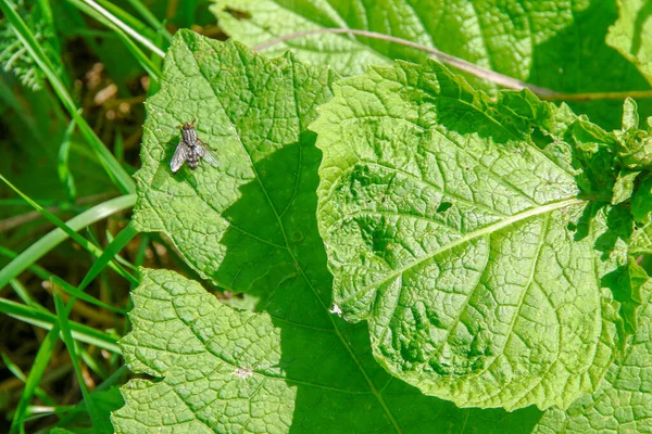 Grüne Blätter Von Pflanzen Auf Dem Feld — Stockfoto