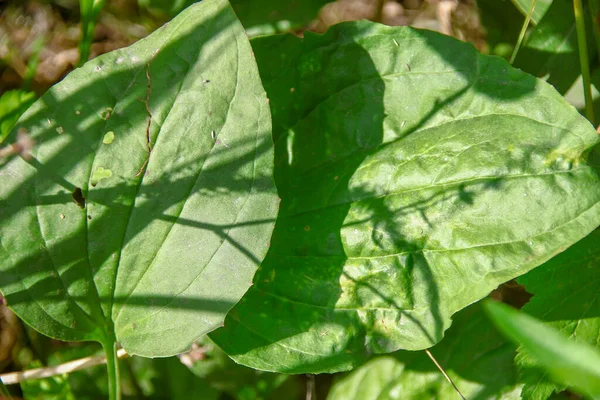 畑の植物の緑の葉 — ストック写真