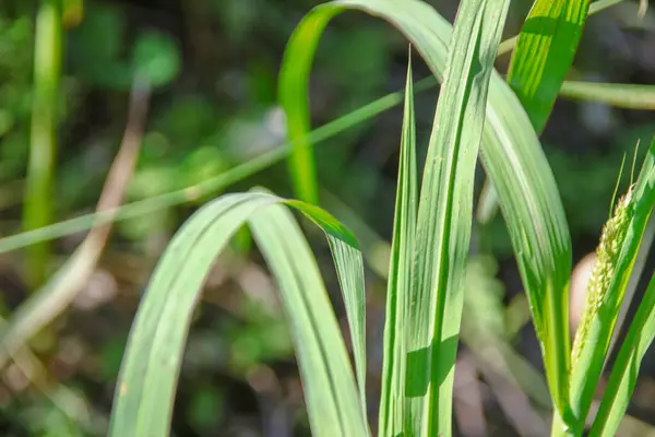 田间植物的绿叶 — 图库照片