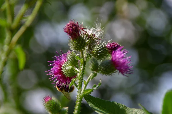 Purple Burdock Greens Road — Stock Photo, Image